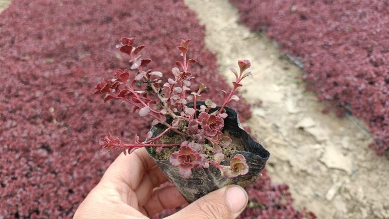 红景天小苗，红叶景天杯苗，坤盛花卉基地大量批发