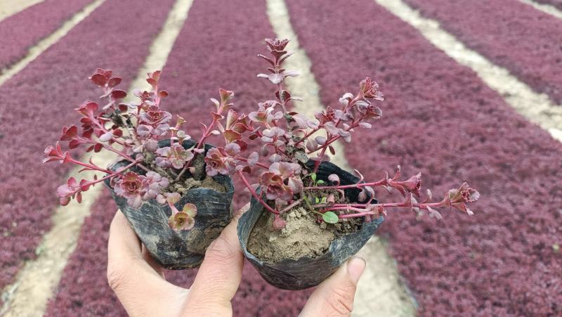 红景天小苗，红叶景天杯苗，坤盛花卉基地大量批发