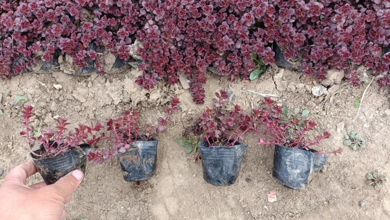 红景天小苗，红叶景天杯苗，坤盛花卉基地大量批发