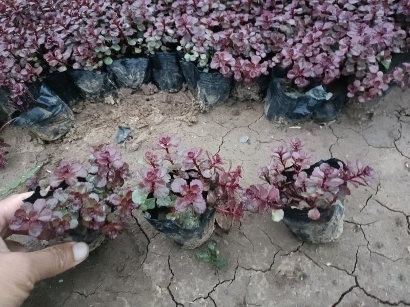 红景天小苗，红叶景天杯苗，坤盛花卉基地大量批发