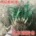 矮麦冬草庭院别墅绿化花园植物四季常绿长不高日本