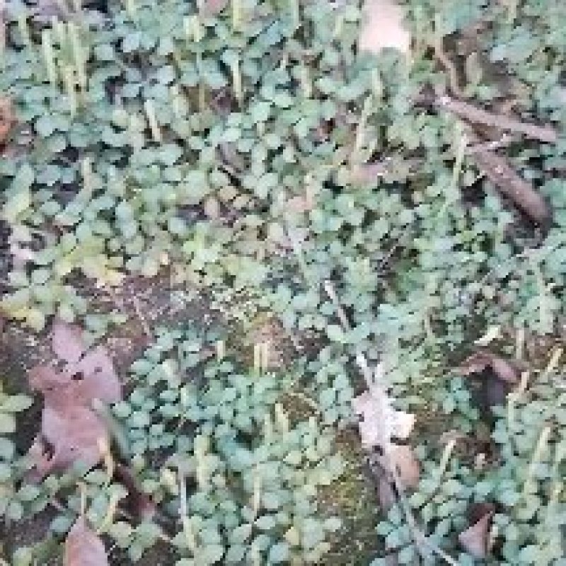 [精品]石蝉草，深山采集，数量不多，要量大须提前预订