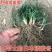 矮麦冬草庭院别墅绿化花园植物四季常绿长不高日本