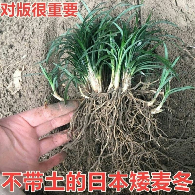 矮麦冬草庭院别墅绿化花园植物四季常绿长不高日本