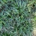 矮麦冬草庭院别墅绿化花园植物四季常绿长不高日本