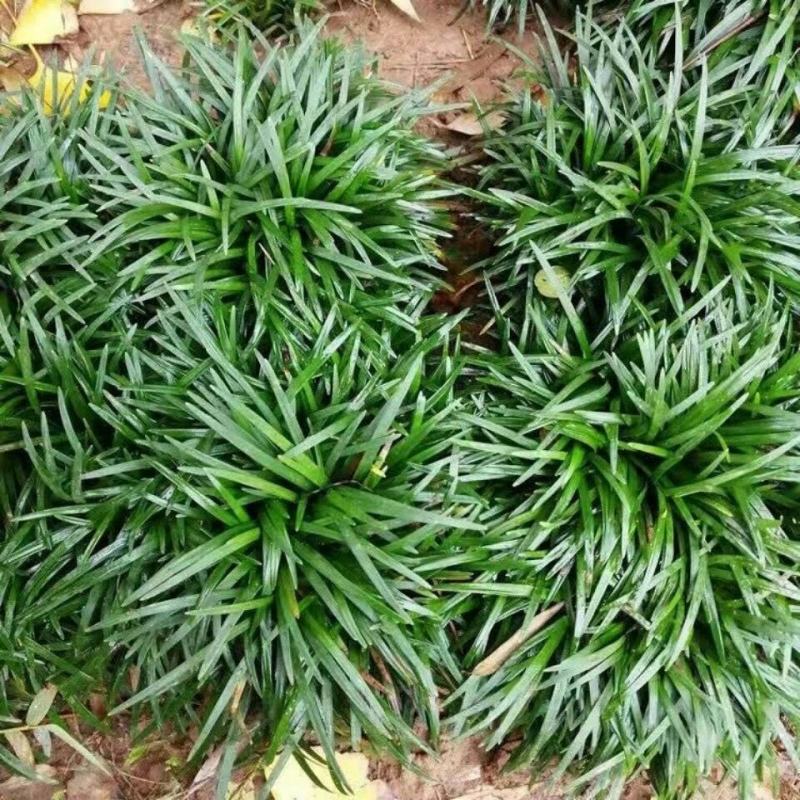 矮麦冬草庭院别墅绿化花园植物四季常绿长不高日本