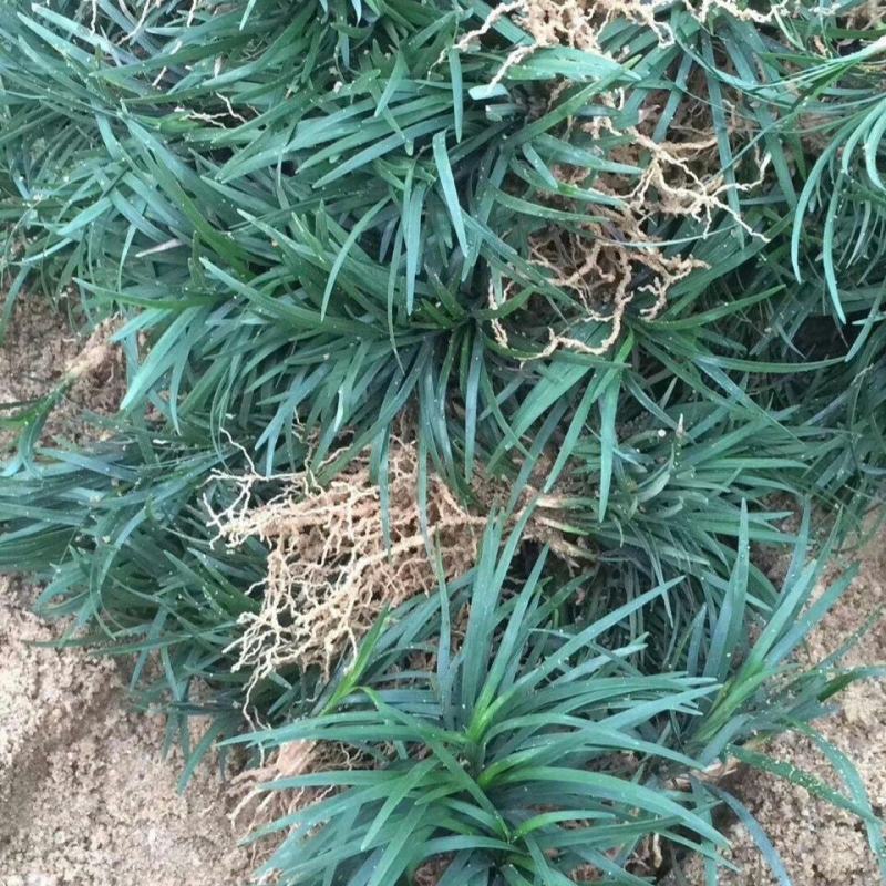 矮麦冬草庭院别墅绿化花园植物四季常绿长不高日本