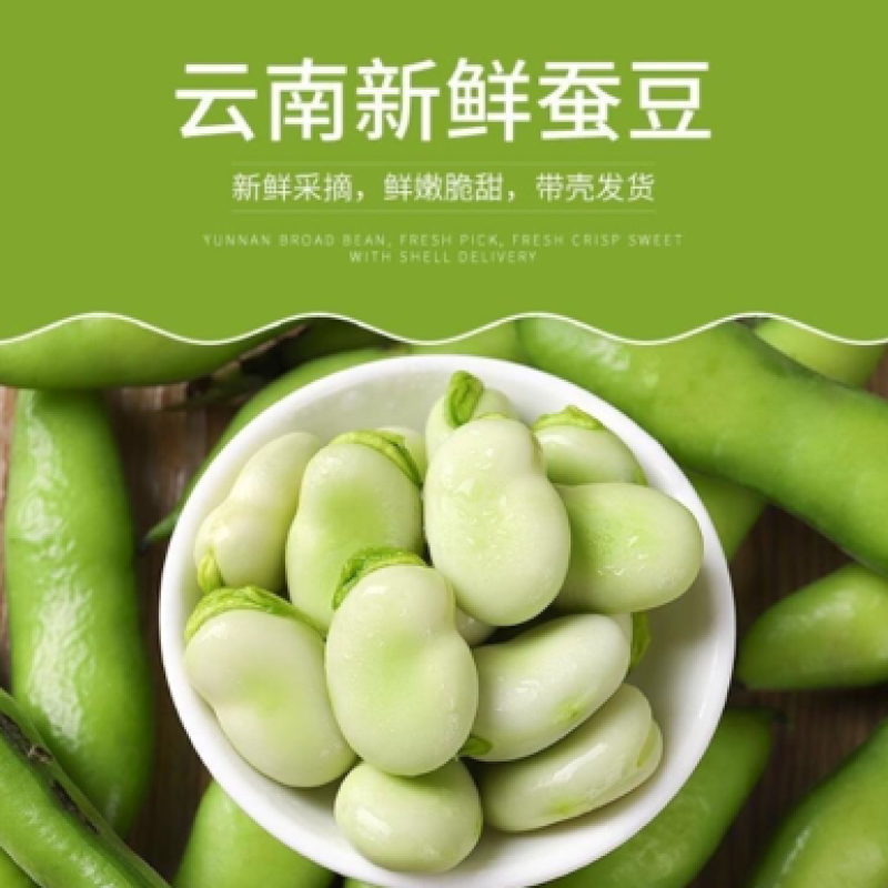 曲靖新鲜蚕豆/胡豆上市了，有需要的老板联系了