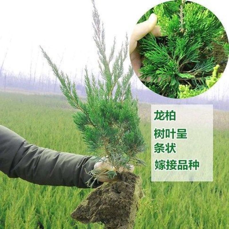 花木侧柏塔柏树苗松树苗蜀桧苗龙柏苗宝塔松柏树苗圆柏树苗包