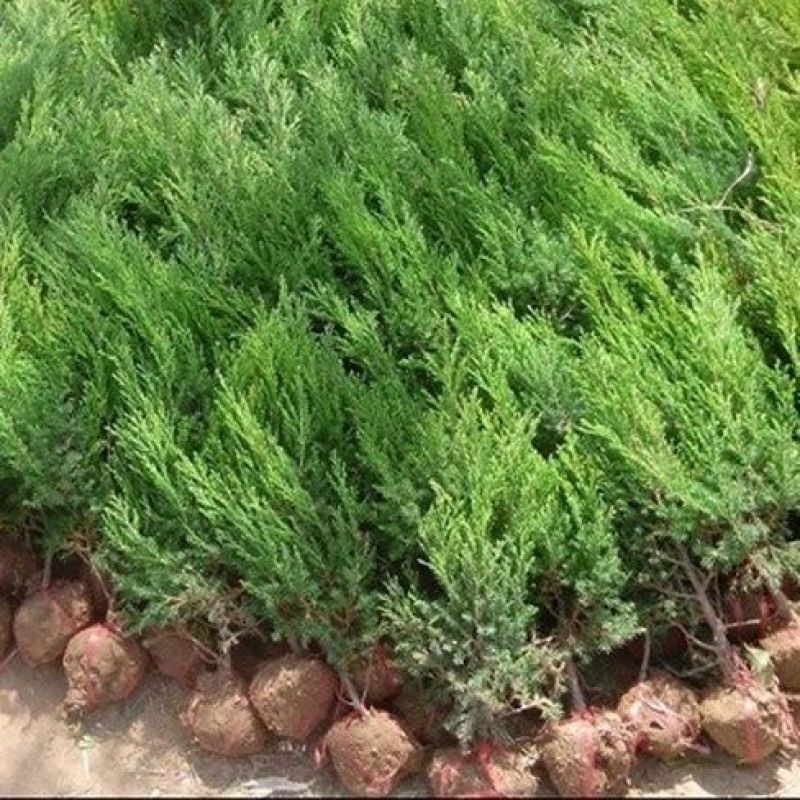 花木侧柏塔柏树苗松树苗蜀桧苗龙柏苗宝塔松柏树苗圆柏树苗包
