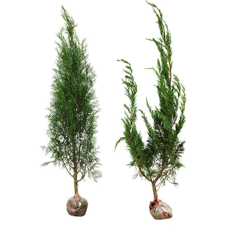 花木侧柏塔柏树苗松树苗蜀桧苗龙柏苗宝塔松柏树苗圆柏树苗包