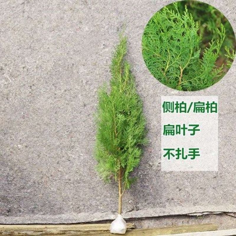 花木侧柏塔柏树苗松树苗蜀桧苗龙柏苗宝塔松柏树苗圆柏树苗包