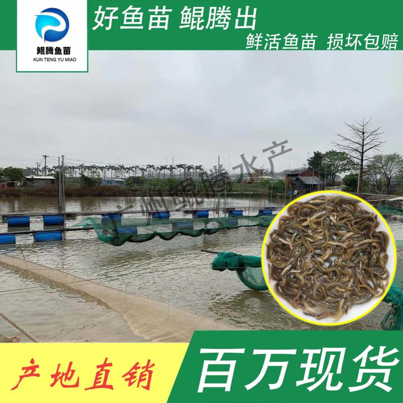 泥鳅苗鲲腾鱼苗好鱼苗鲲腾出产地直销百万现货