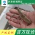 澳洲龙虾苗鲲腾鱼苗好鱼苗鲲腾出产地直销百万现货
