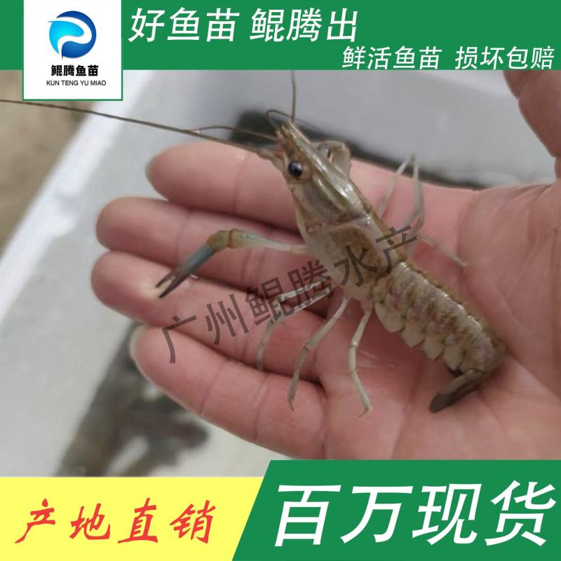 澳洲龙虾苗鲲腾鱼苗好鱼苗鲲腾出产地直销百万现货