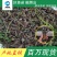 澳洲龙虾苗鲲腾鱼苗好鱼苗鲲腾出产地直销百万现货