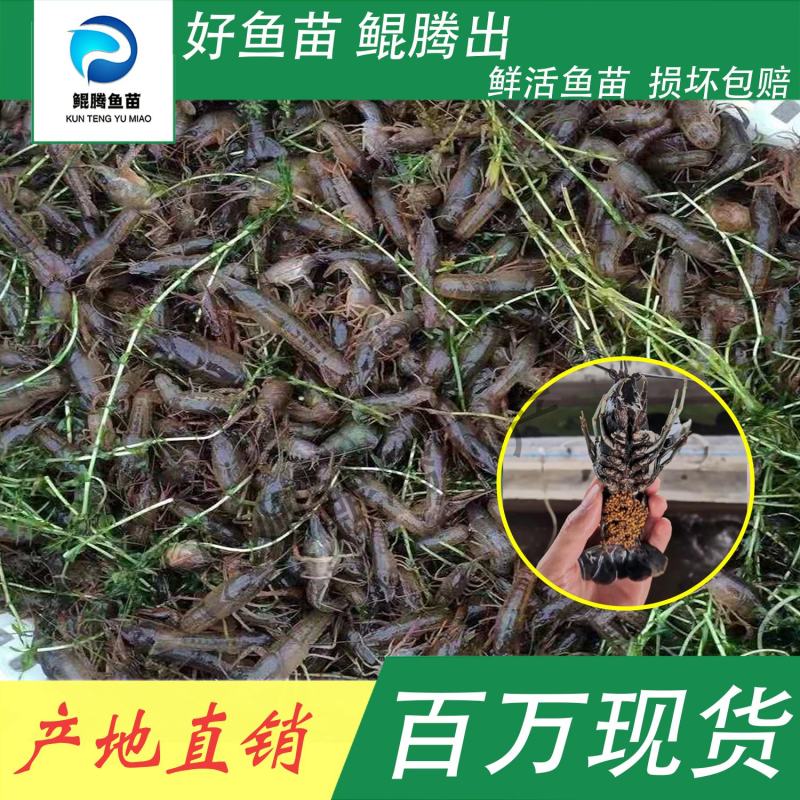 澳洲龙虾苗鲲腾鱼苗好鱼苗鲲腾出产地直销百万现货