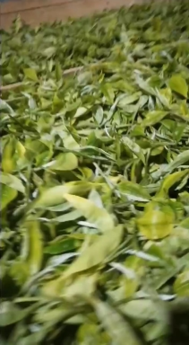 白号绿茶头春美丽的颜值+口感香甜