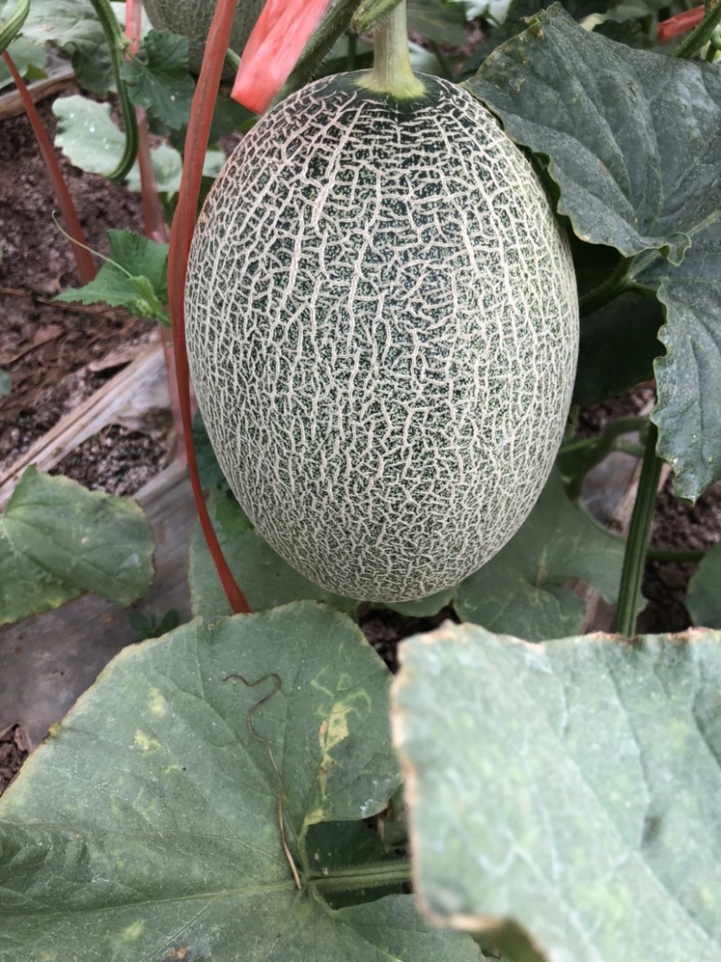 西州蜜瓜