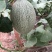 西州蜜瓜