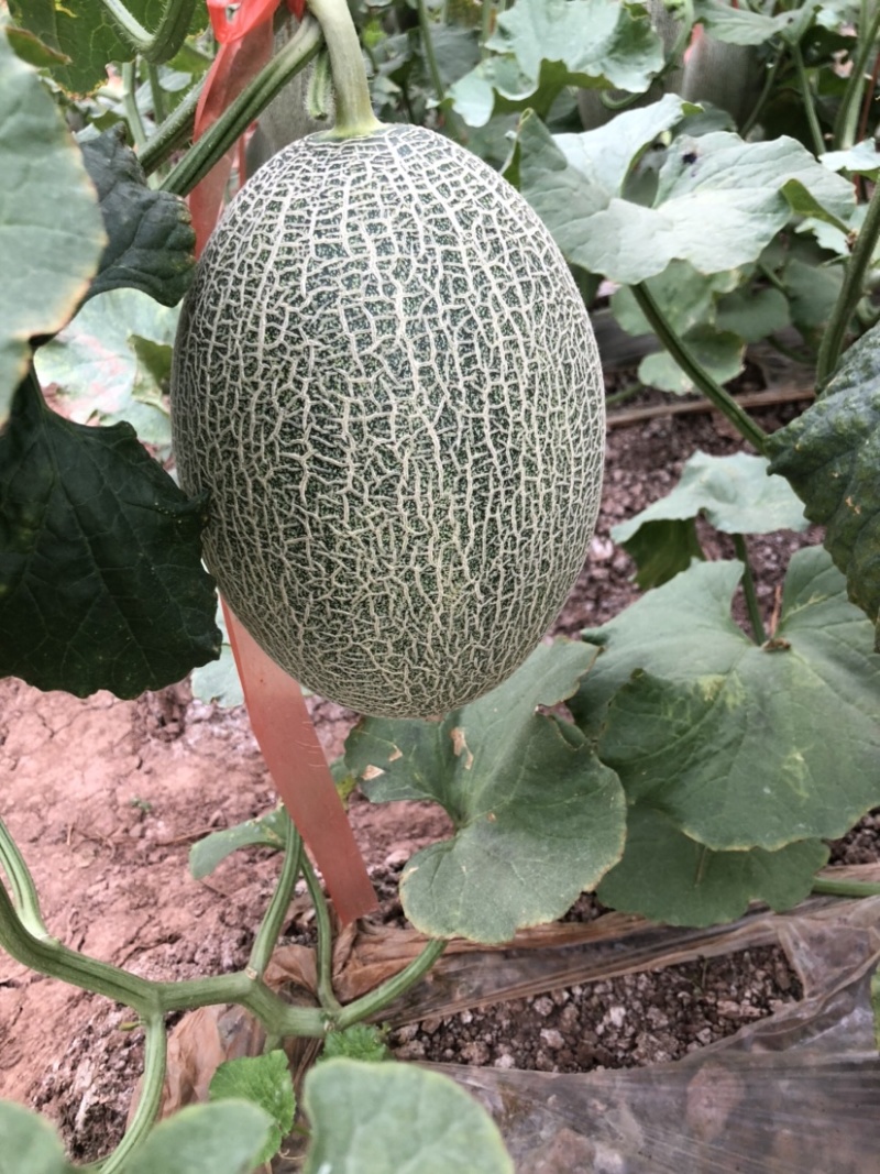 西州蜜瓜