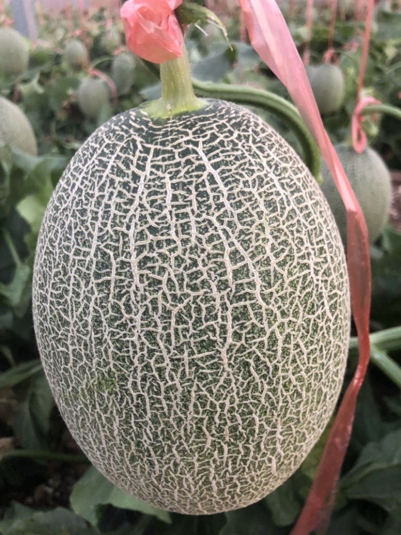 西州蜜瓜