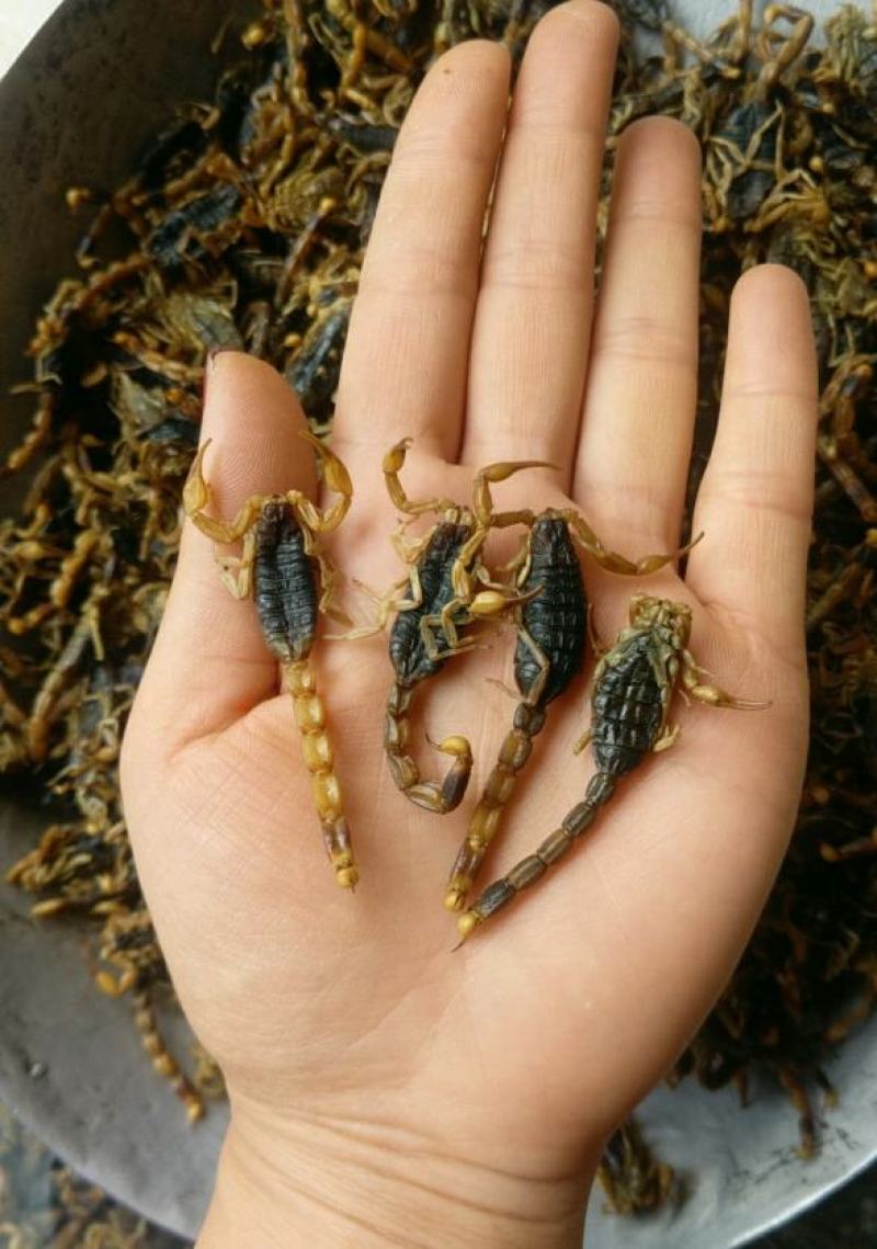 振兴药材批发供应清水全蝎规格齐全产地直供一手货源全国发货