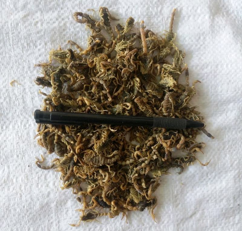 全蝎振兴药材批发全蝎规格齐全量大从优