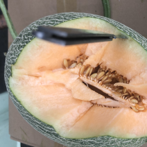 西州蜜瓜
