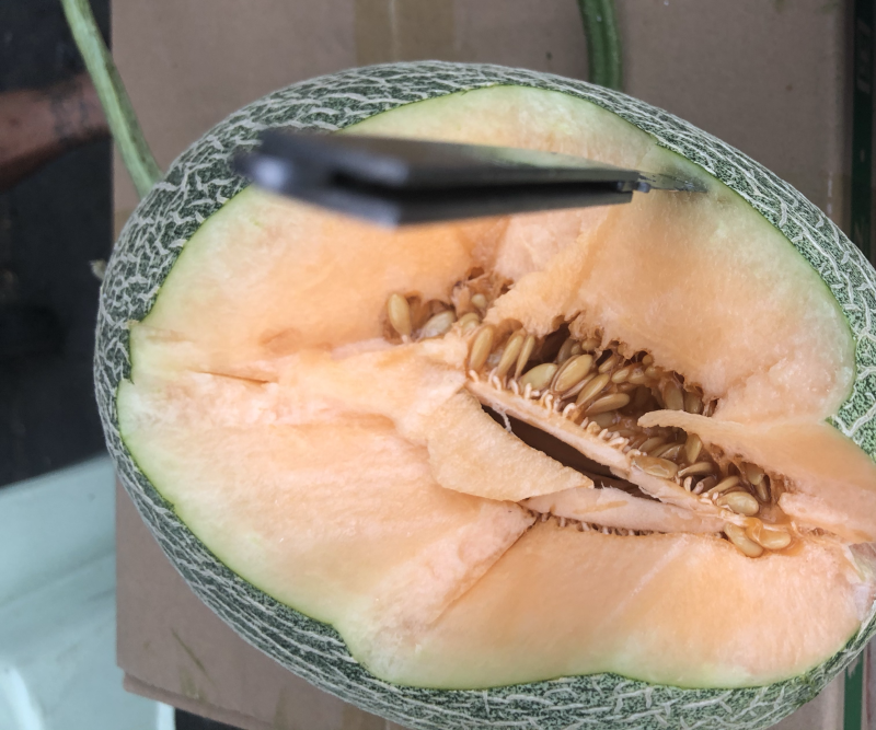 西州蜜瓜