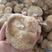 振兴药材批发供应猴头菇规格齐全产地直供一手货源全国发货