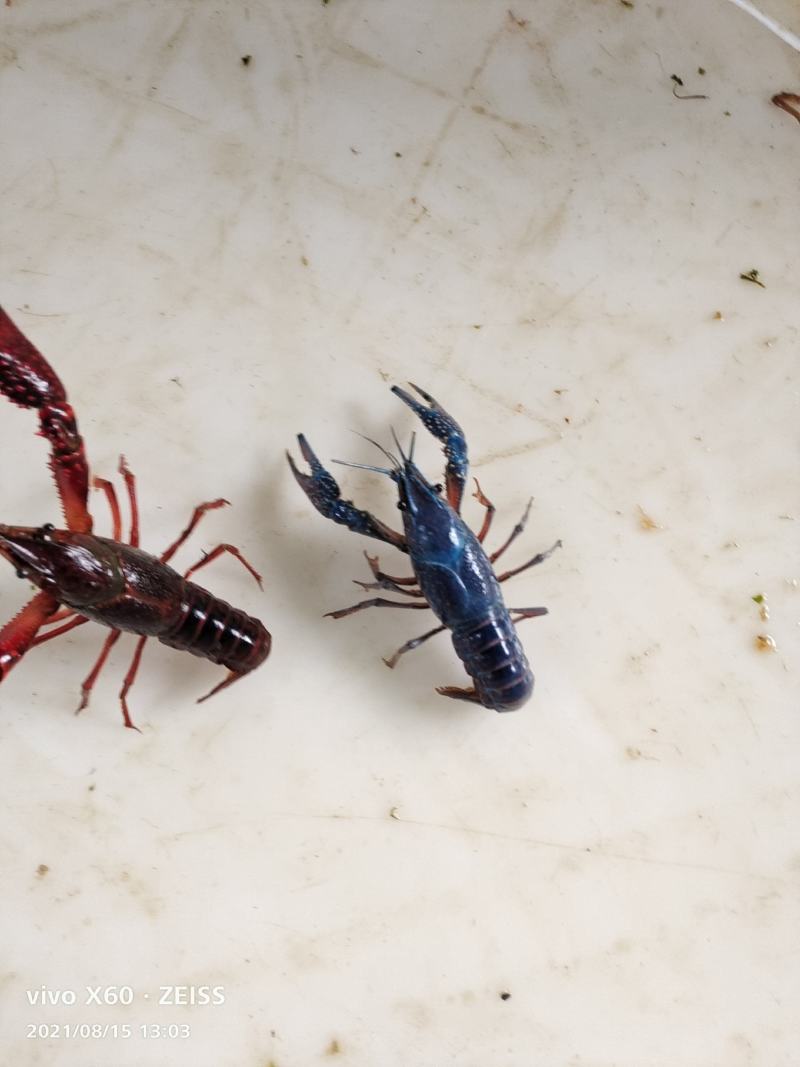 小龙虾，江苏兴化虾，肉质鲜美有弹性，净水养殖无污染