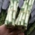 海南海口精品富贵竹，基地现采现发，种植面积100多亩