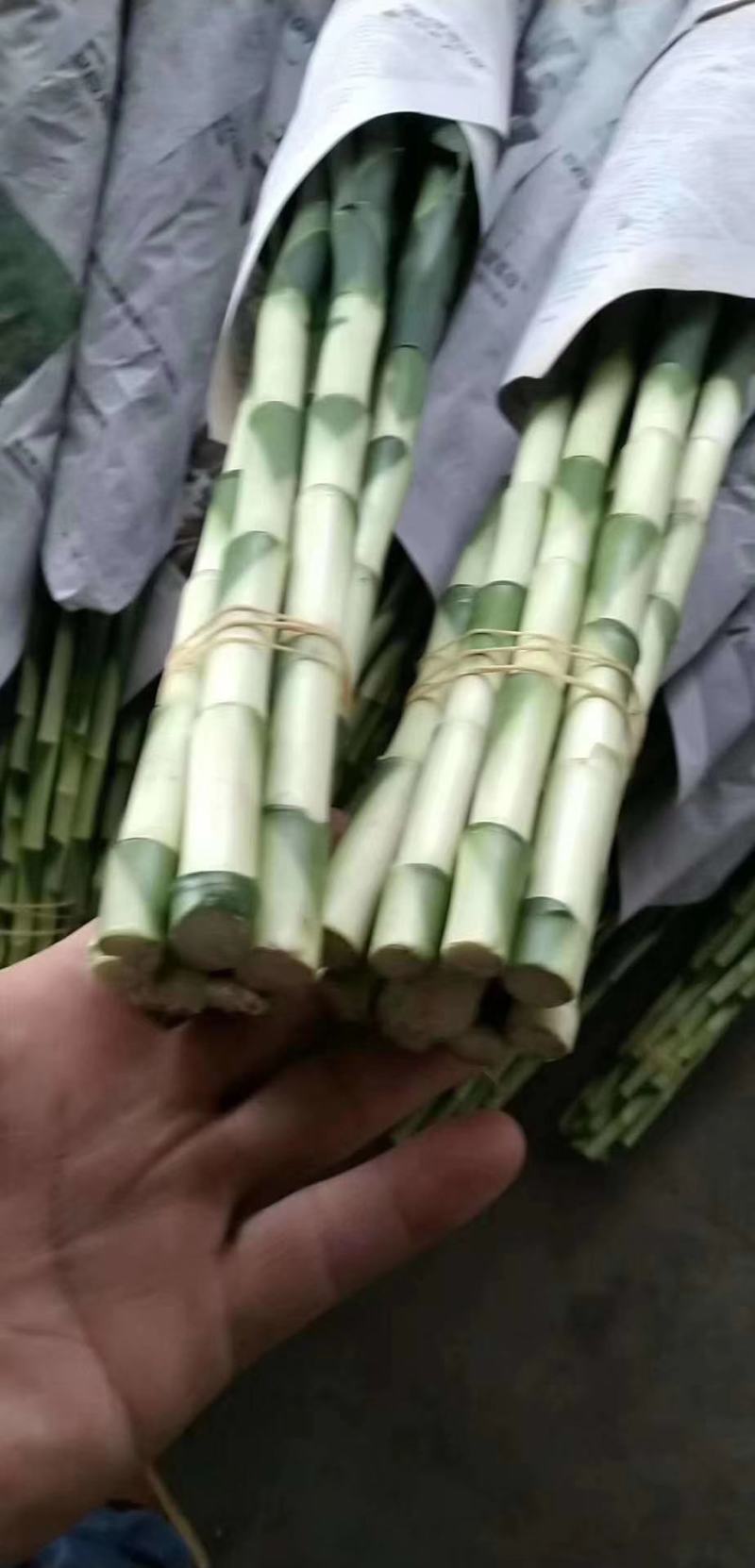 海南海口精品富贵竹，基地现采现发，种植面积100多亩
