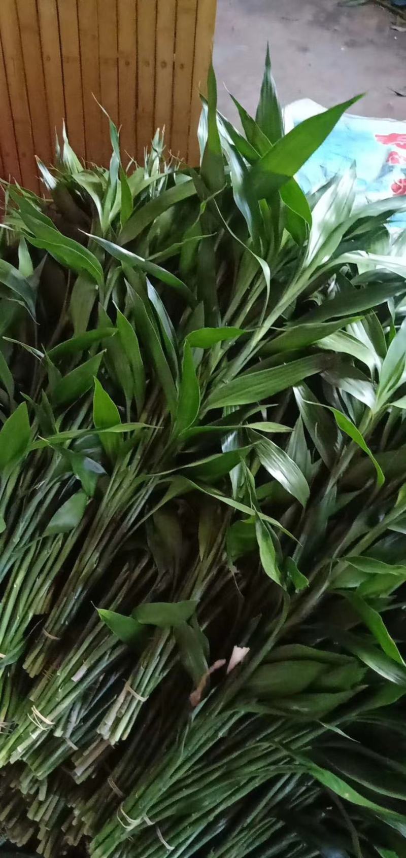 海南海口精品富贵竹，基地现采现发，种植面积100多亩