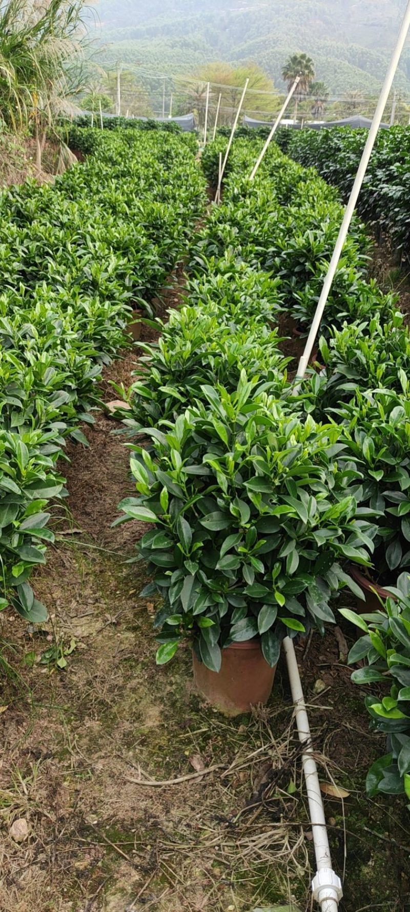 32盆，40盆非洲茉莉档口货！基地直销