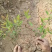 精品麦冬草，玉龙草，金边麦冬，草花基地，时令花