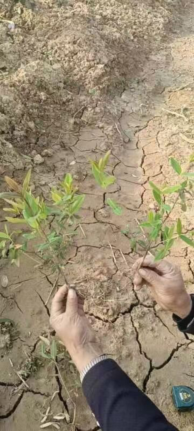 精品麦冬草，玉龙草，金边麦冬，草花基地，时令花