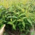 精品麦冬草，玉龙草，金边麦冬，草花基地，时令花
