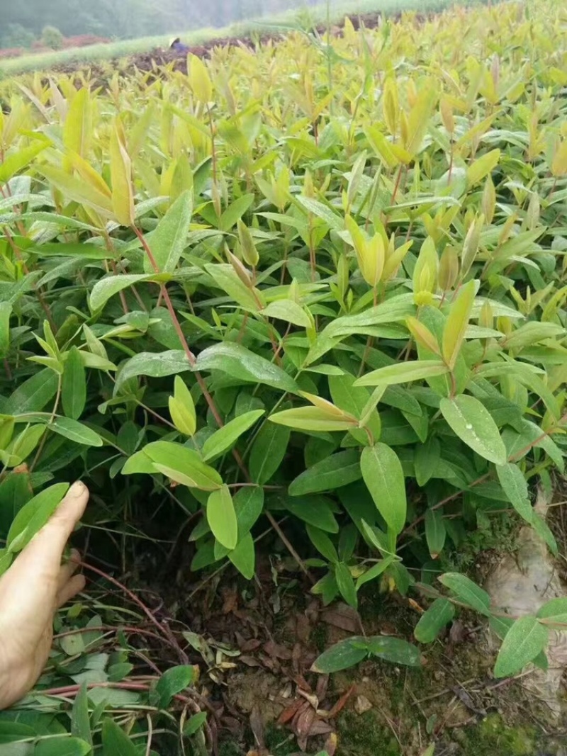 精品麦冬草，玉龙草，金边麦冬，草花基地，时令花