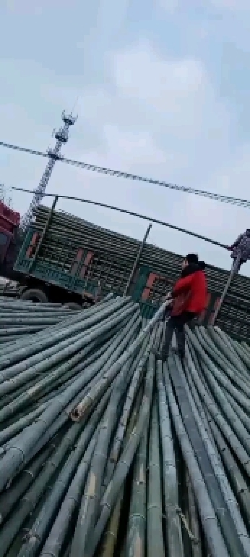 大棚大小竹竿！豆角架！东瓜架！山药网架产地