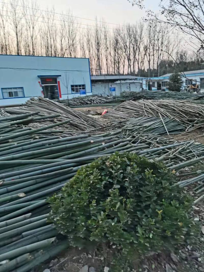 大棚大小竹竿！豆角架！东瓜架！山药网架产地