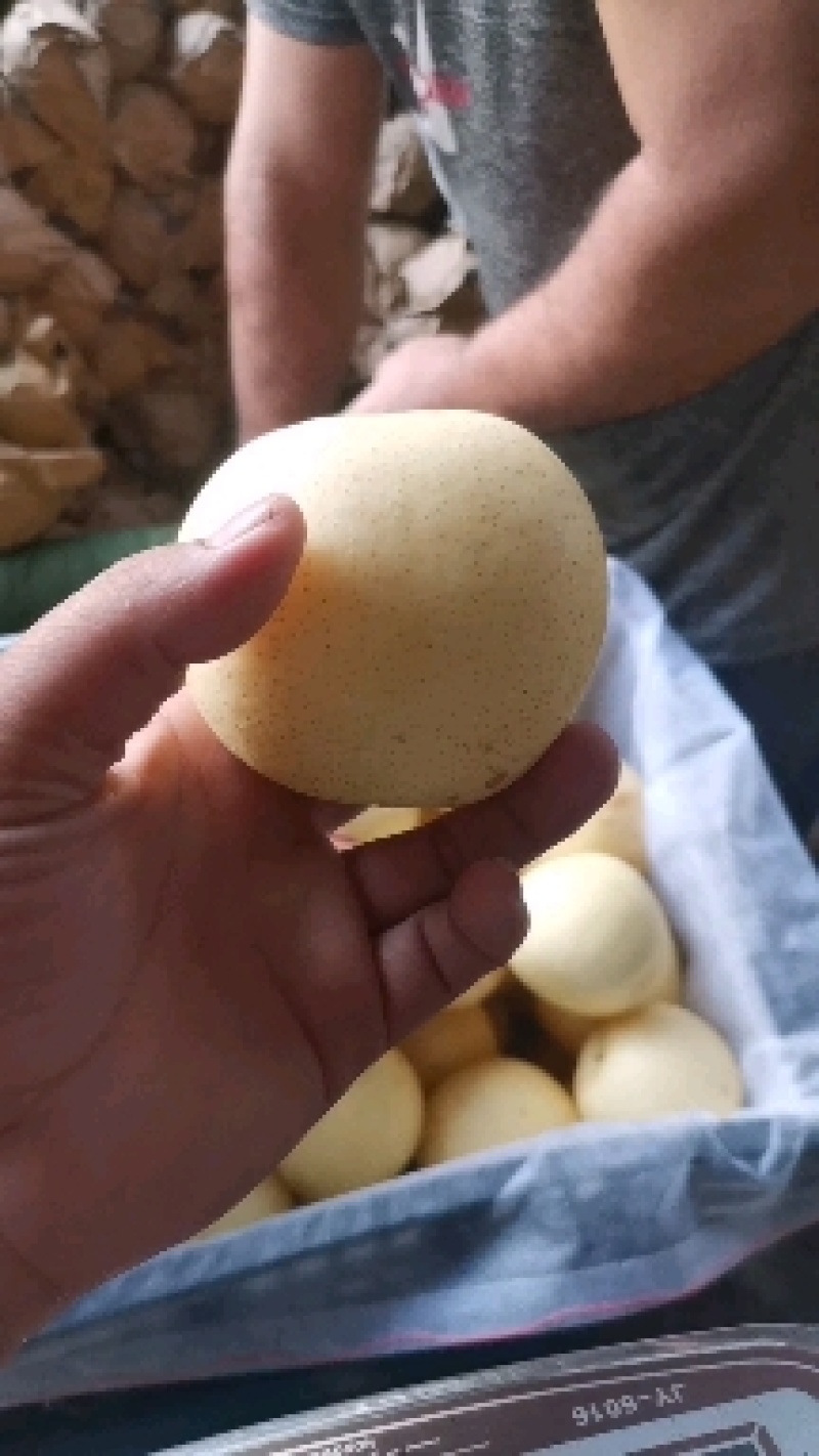 河北赵县皇冠梨。大量上市，有需要的客商联系。欢迎实地看货