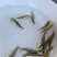 加州鲈鱼苗优鲈3号台湾优1号鲈鱼苗种苗规格齐全活跃好