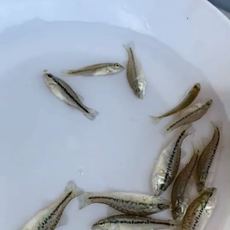 加州鲈鱼苗优鲈3号台湾优1号鲈鱼苗种苗规格齐全活跃好