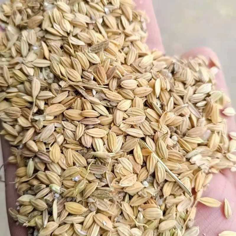 青花稻青花稻青花稻青花稻