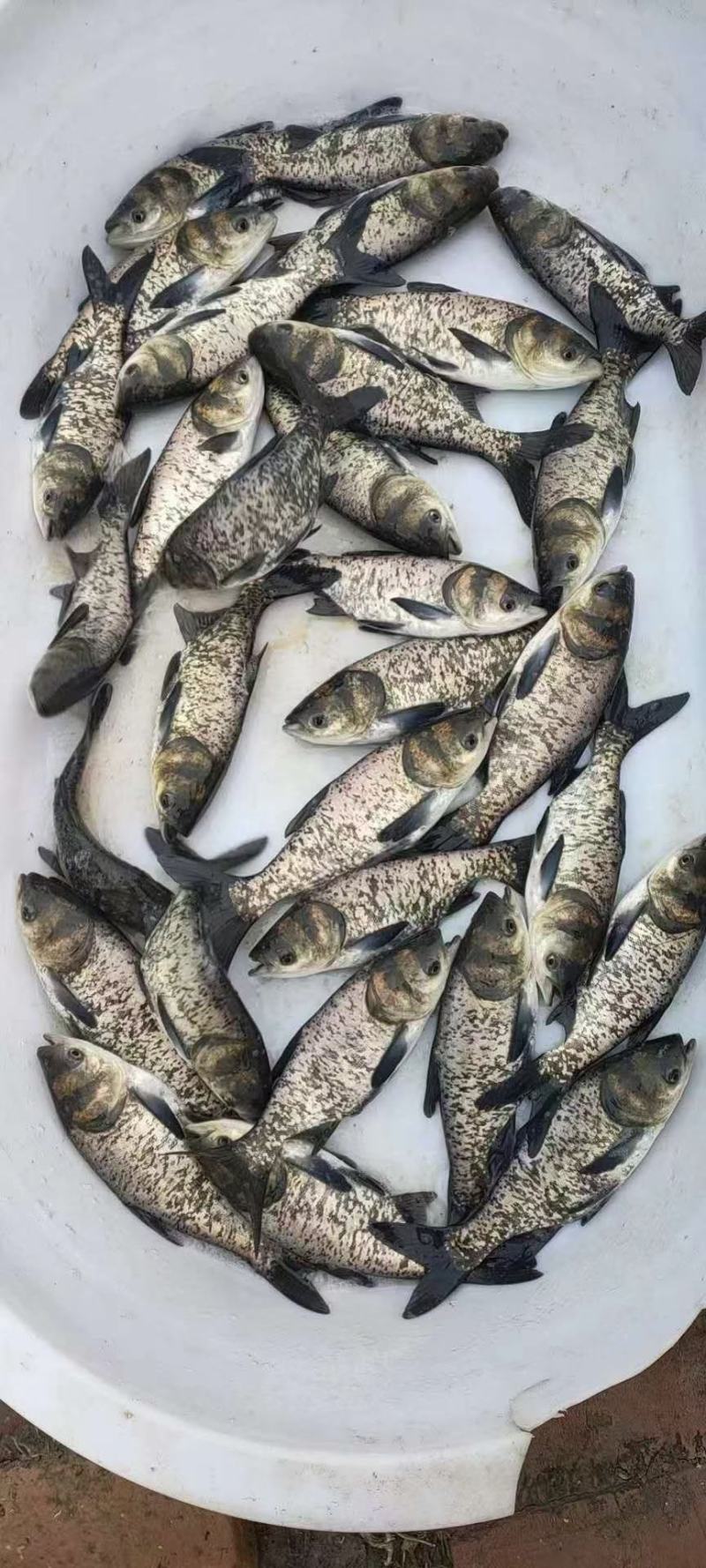 【荐】花鲢大头鱼浙江花鲢鱼苗网箱养殖花鲢活体货源充足