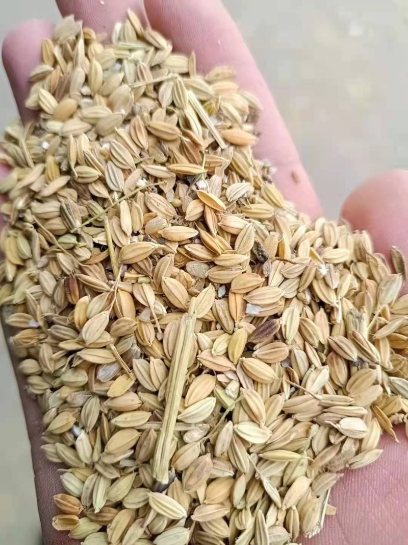 青花稻青花稻青花稻青花稻