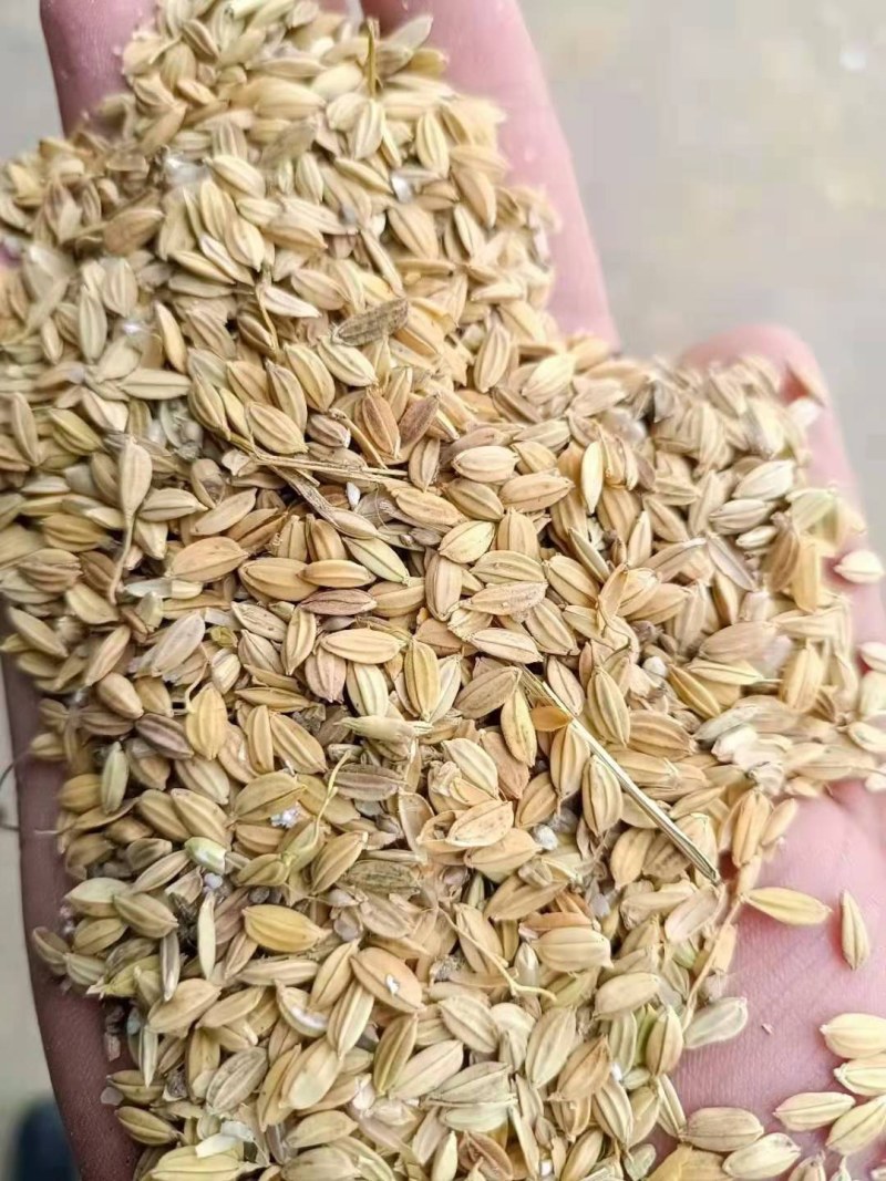 青花稻青花稻青花稻青花稻