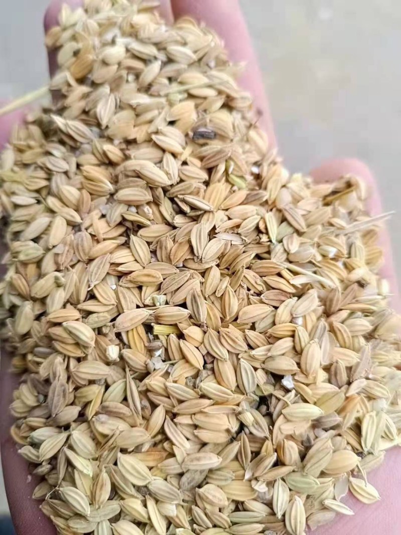 青花稻青花稻青花稻青花稻